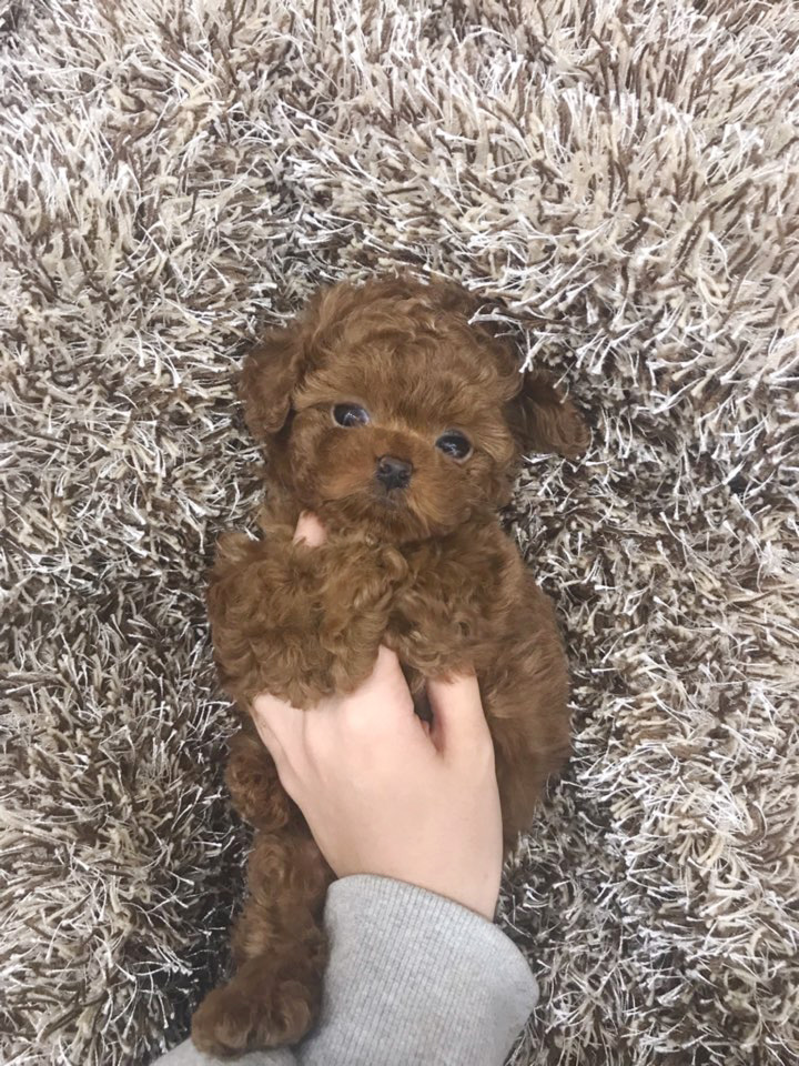 KakaoTalk_20181206_175644162.jpg
